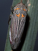 Habitus, dorsal view: U.S.A., Texas, Jeff Davis Co., 5mi NW of Valentine. Photo: R. Rakitov. (Observation).