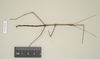 CollectionObject 1557022; NHMUK(SF IMPORT DUPLICATE) 844501, 7768f1ed-e210-4358-8bb3-8d93692ac372: copyright Natural History Museum, London. male (holotype). (CollectionObject).
