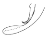 Decma (Decma) fissa (Xia & Liu, 1993): Fig. 2. male cercus, dorsal view. (Otu).