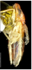 Habitus, lateral view on Dayus bifurcatus Yu & Yang, 2013: (Observation).