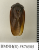 CollectionObject 1573034; d1c4041e-78e9-4f49-960a-39a6f8e18dea: Copyright Natural History Museum, London. Non-type (adult male) in BM(NH). Dorsal view. (CollectionObject).