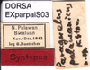 CollectionObject 1574684; 17a65818-d732-4882-a627-6382215dcde2: female, labels (syntype). (CollectionObject).