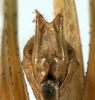 CollectionObject 1534476; d6db73e6-d256-4476-9255-700965bd9e6a: male subgenital plate (syntype). (CollectionObject).