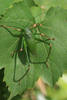 FieldOccurrence 490; 7a2e6032-633b-4c9c-bdbb-0c4d1a8f0f72; Tanzania
Nilo Forest Reserve E Usambara, 2015/12/??: male. (FieldOccurrence).
