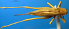 CollectionObject 1502447; 4a140636-a651-436a-b5cd-2f272e9fe6e5: female, dorsal view (Tettigonia vaucheriana). (CollectionObject).