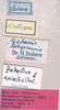 CollectionObject 1534700; 88b5736a-71c6-404c-acc1-c0f7b048c51c: female labels (syntype of Mataeus longipennis). (CollectionObject).