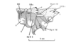 Rhachicreagra obsidian Jago & Rowell, 1981: Fig. 17. male, thorax, lateral view. (Otu).