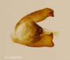 Pygofer, ventral view on Aphrophora (Plesiommata) irrorata Ball, 1899: (Observation).