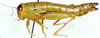 Lentula mecostiboides Ramme, 1929: female, lateral view. (Otu).