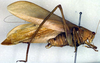 CollectionObject 1500497; 98ebb98f-90f3-4cf5-a007-171774d8c514, DORSA BTaraincHTM: male, lateral view (holotype). (CollectionObject).