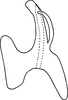Aedeagus, lateral view on Erythridula fumida (Gillette, 1898): Aedeagus, lateral view. (Observation).