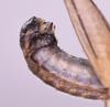 CollectionObject 1581157; f14a84b8-8ebb-4f38-a920-a879e0fc1c18: male, terminalia in lateral view (Paramastax hirsutum paratype). (CollectionObject).