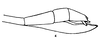 CollectionObject 1561705; fcec3597-3304-4a08-a90d-ab20f492c0b4: original publication. female of synonym Baculum minutidentatum (holotype). (CollectionObject).