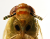 Head on Pentagramma vittatifrons (Uhler, 1876): (Observation).