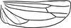 Hind wing: Hind wing (E. dira Beamer). (Observation).