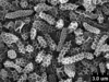 Brochosomes: CR458 | U.S.A., Montana, Madison Co., Twin Bridges, moist meadow, R. Rakitov [#04-50-24], 19 May 2004 | INHS. (Observation).