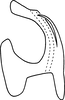 Aedeagus, lateral view on Erythridula lucileae (Hepner, 1976): Aedeagus (holotype), lateral view. (Observation).