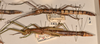 CollectionObject 1562858; 38d4d552-3136-4e0b-9115-112e2590d4e2: copyright OXUM. female, lateral view of synonym Megacrania bakeri (paratypes, including nymph). (CollectionObject).;CollectionObject 1562859; b118c06a-cab4-41dd-b7cf-015d9e64251c: copyright OXUM. female, lateral view of synonym Megacrania bakeri (paratypes, including nymph). (CollectionObject).