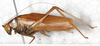 CollectionObject 1532155; NMW 7157, aeb7b1f3-e969-4555-8e71-6792f34baa5e: male, lateral iew (syntype). (CollectionObject).