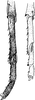 Other: !! display not done !! on Zygina (Zygina) tiliae (Fallén, 1806): Tibia and tarsus. (Observation).