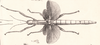 from Westwood, 1859. female of Megacrania phelaus [type species]. Depicts Megacrania Kaup, 1871, an Otu.