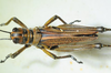 CollectionObject 1498685; 0287831c-a28a-4741-8751-06f8b10e37e2: male, dorsal view. (CollectionObject).