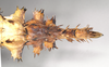 CollectionObject 1558780; NHMUK(SF IMPORT DUPLICATE) 845084, 66f667ce-93b1-4bb6-b649-ded55be2b1c7: copyright Natural History Museum, London. female of synonym Extatosoma carlbergi: end of abdomen, dorsal view (holotype). (CollectionObject).