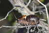 CollectionObject 1496574; 7b764b7b-3ecb-4e05-ab9d-a82ea560691f, CH0620: male, lateral view. (CollectionObject).