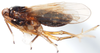 Habitus, lateral view: !! display not done !! on Pissonotus marginatus Van Duzee, 1897: (Observation).