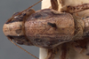 CollectionObject 1505810; 12c59d8f-b1e9-4b15-ad7a-99843b47b72f: male pronotum, dorsal view (holotype). (CollectionObject).