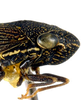 Head: Head and thorax in lateral view. U.S.A., Utah, Welcome Springs, OSAC. (Observation).