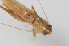 CollectionObject 1505663; b913872e-aee1-4fd2-9bf5-72d29d2ae84e: male, dorsal view (syntype). (CollectionObject).