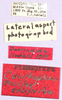 CollectionObject 1499645; e2b33038-ac2a-4ab2-bd78-4374c69a797e: labels. (CollectionObject).