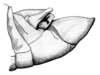 Dichroplus porteri Liebermann, 1943: Fig. 7. male abdoment tip, lateral view. (Otu).