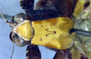 CollectionObject 1500611; 7d35663d-95d8-4a8e-8257-2b1535c543eb, DORSA BTweipraHTM: male pronotum, dorsal view (holotype). (CollectionObject).