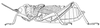 Dictyophorus (Tapesiella) griseus oberthueri (Bolívar, 1894): Page 65, Figure 4. female habitus. (Otu).