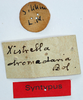 CollectionObject 1585249; e4aa2182-69e9-48cc-9056-303dcadb2b23: labels (syntype). (CollectionObject).
