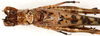 CollectionObject 1499697; a8788617-87a6-453a-9e31-2211f74f1270: male, dorsal view (paratype). (CollectionObject).