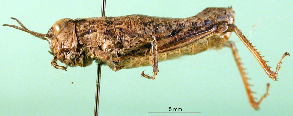 female, lateral view (paralectotype). Depicts CollectionObject 1590809; 1f18e3fa-4b5b-4015-a7b2-d4b23a91b9d6, a CollectionObject.