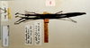 CollectionObject 1557760; a509679b-7b31-4c43-82de-e2168a482862: copyright RBINS Brussels. female, dorsal view (syntype). (CollectionObject).