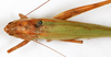 CollectionObject 1586730; c0158797-ee4d-4202-9407-7eb1ed46aaad: female, dorsal view (syntype). (CollectionObject).