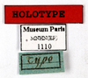 CollectionObject 1587195; MNHN(SF IMPORT DUPLICATE) MNHN-EP-EP1110, 400e7117-1779-4e2e-9bf3-35fab7a70837: CC BY-NC-ND 4.0/MNHN - Depraetere Marion - 2014. Holotype, female, of cariniceps Bolívar, 1897. Specimen number: MNHN-EP-EP1110. http://coldb.mnhn.fr/catalognumber/mnhn/ep/ep1110. (CollectionObject).
