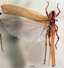 Eppioides malaya Hebard, 1922: female, dorsal view. (Otu).