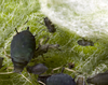 Aphis (Aphis) rumicis Linnaeus, 1758: Aptera colony on Rumex crispus (Photo:Voegtlin, D.). (Otu).