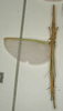 CollectionObject 1559975; a8256706-6b3b-4884-917c-98219b074239: copyright NMW, Vienna. female (paralectotype). (CollectionObject).