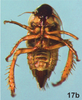 Nymph on Bretega quinispiverpa Stiller, 2017: Nymph, ventral. (Observation).