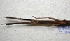 CollectionObject 1576532; 23ef1579-bcd0-4b72-95cd-7b984016a422: copyright ZRC Singapore. female head & thorax, ventral view (holotype). (CollectionObject).