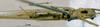 CollectionObject 1532858; NMW 3226063, c3d6709e-5305-4335-a91b-ec2eef57c736: male, ventral view. (CollectionObject).
