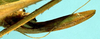 CollectionObject 1531680; 068a8f30-6fd3-462a-97fc-f2642450f0bb: female ovipositor (syntype or holotype). (CollectionObject).