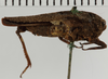 CollectionObject 1529884; NHRS 13612, 7edf66f9-675d-48ca-b267-a844c96c822c: female, lateral view (holotype). (CollectionObject).
